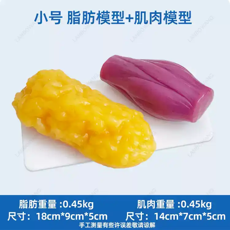 Replika Otot dan Lemak Manusia - Nutrition In Fitness ulasan dan harga